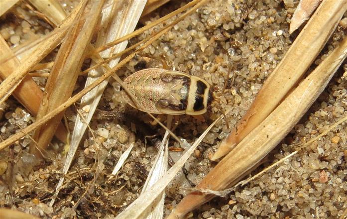 Lygaeidae: ninfa di Emblethis sp.
